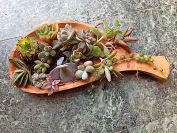 mix piccole piante grasse 