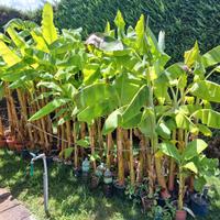 Alberi di Banano varie misure