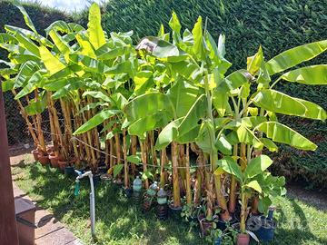 Alberi di Banano varie misure