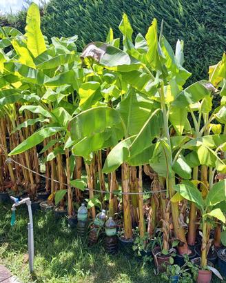 Alberi di Banano varie misure