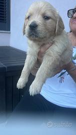 Cucciolata golden retriever