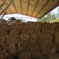 Balle di fieno rettangolari primo taglio Gratis