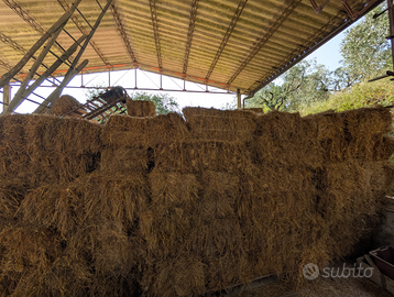 Balle di fieno rettangolari primo taglio Gratis