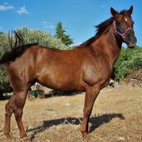 Cavalla quarter horse