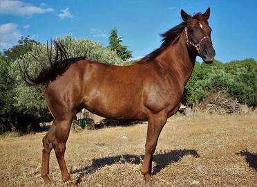 Cavalla quarter horse