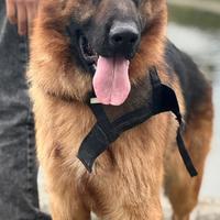 Pastore tedesco per monta