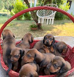 Cuccioli Alpenlaendische Dachsbracke