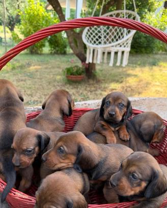 Cuccioli Alpenlaendische Dachsbracke