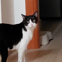 Gatto tuxedo