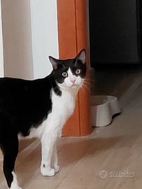 Gatto tuxedo