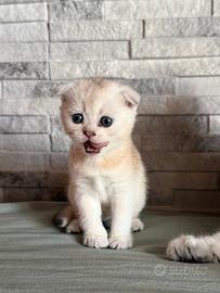 Stupendi cuccioli Scottish Fold
