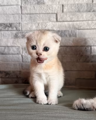 Stupendi cuccioli Scottish Fold