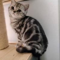 British shorthair cuccioli