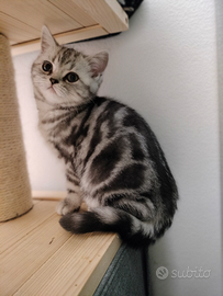 British shorthair cuccioli