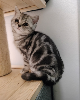 British shorthair cuccioli