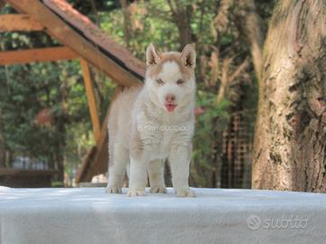 Femminuccia di Siberian Husky
