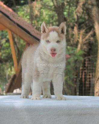 Femminuccia di Siberian Husky