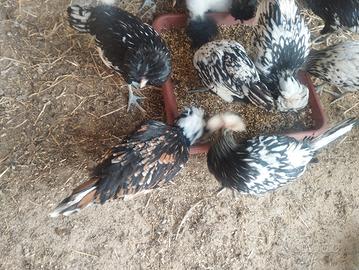 Galline padovane 