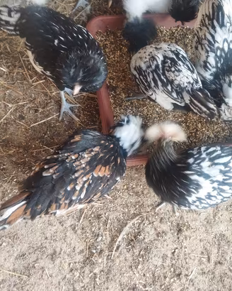 Galline padovane 