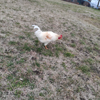 Gallo Livorno biancao