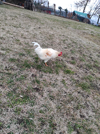 Gallo Livorno biancao