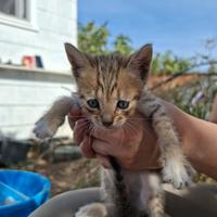 Cucciolata di Gattini