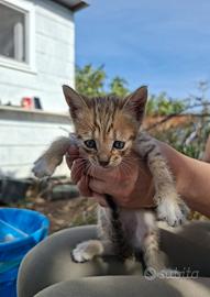 Cucciolata di Gattini