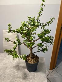 Portulacaria afra PreBonsai