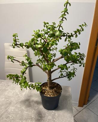 Portulacaria afra PreBonsai