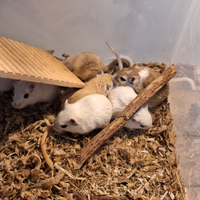 Gerbilli in adozione