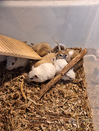 Gerbilli in adozione