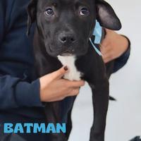 Cuccioli di pitbull in canile a Roma nord