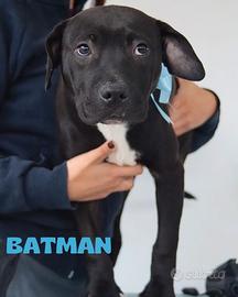 Cuccioli di pitbull in canile a Roma nord