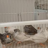 Diamantini maschi e femmine