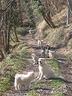 cuccioli-di-pastore-maremmano