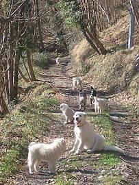 Cuccioli di pastore maremmano