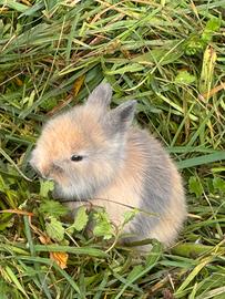 Conigli nani testa di leone