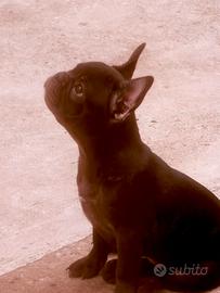 Bulldog Francese maschio con pedigree