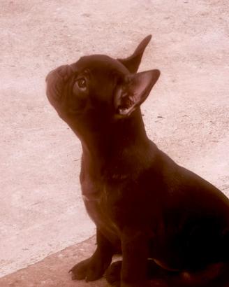 Bulldog Francese maschio con pedigree
