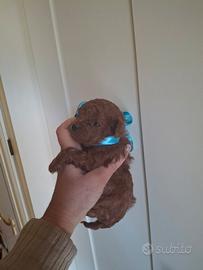 Barboncini mini toy red brawn