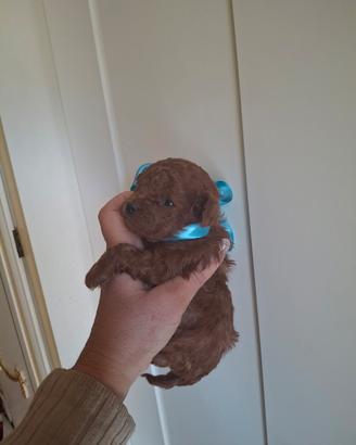 Barboncini mini toy red brawn