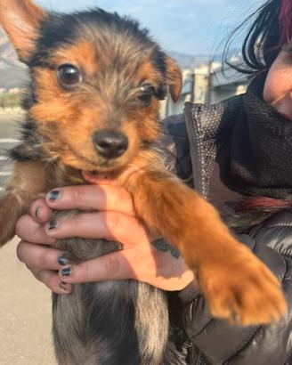 Meticio incrocio pinscher e Yorkhair