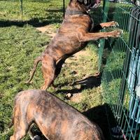 Nuova casa amorevole per due splendidi box