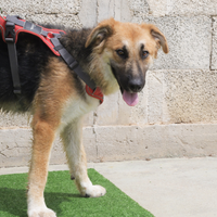 Miami una meraviglia di cagnolina