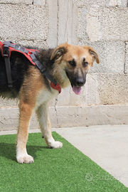Miami una meraviglia di cagnolina