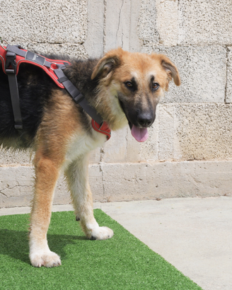Miami una meraviglia di cagnolina