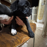 Cuccioli bulldog
