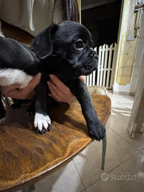 Cuccioli bulldog