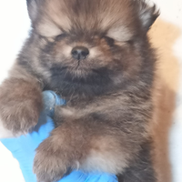 Spitz POMERANIA nano con pedigree ENCI