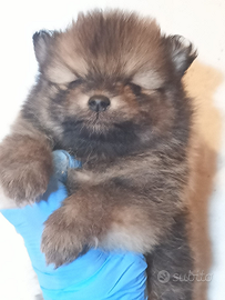 Spitz POMERANIA nano con pedigree ENCI